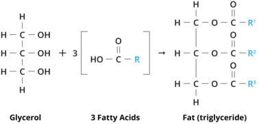 Fat Reaction diagram
